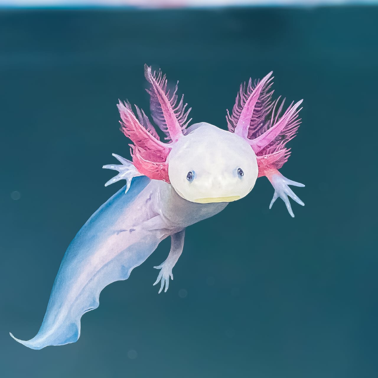 Axolotl Inspiration